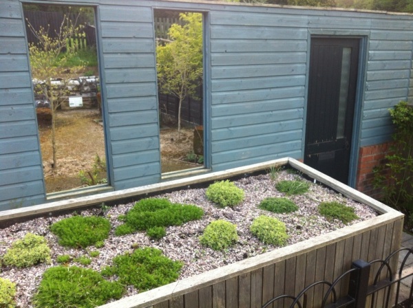 bike shed green herb roof with our wildlife garden in the background 