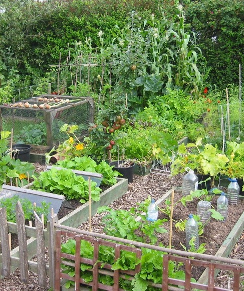 Small Productive Gardens – How to produce lots of veg in ...